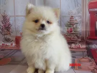 Auggie, a male Pomeranian for sale in Wentworth, MO – 3 of 3