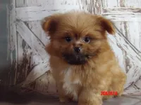 Grizz, a male Pomeranian and Shih Tzu for sale in Wentworth, MO – 3 of 5