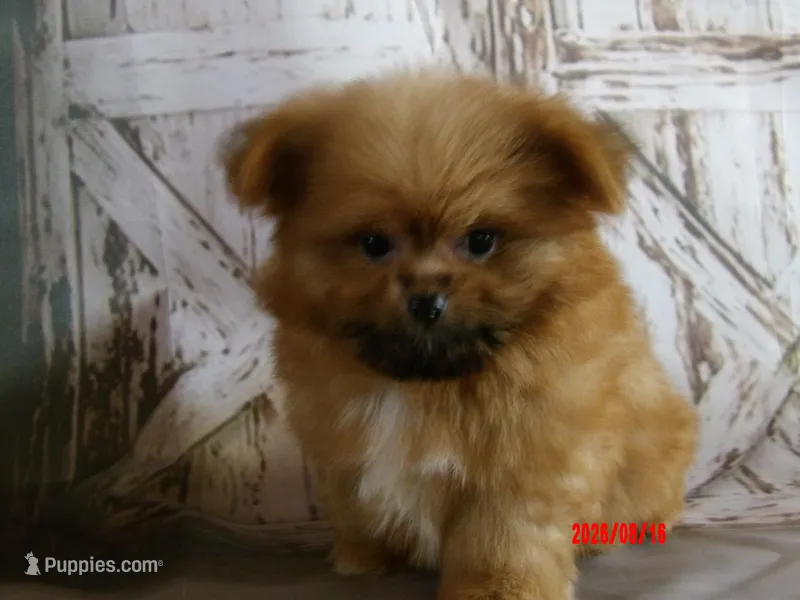 Grizz – Pomeranian, Shih Tzu puppy for sale in Wentworth, MO