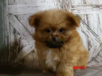 Grizz, a male Pomeranian and Shih Tzu for sale in Wentworth, MO – 1 of 5
