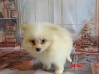 Mia, a female Pomeranian for sale in Wentworth, MO – 3 of 3