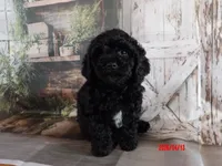 Cupid, a female Poodle - Miniature  for sale in Wentworth, MO – 1 of 4