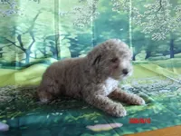 Phyllis, a female Poodle - Miniature  for sale in Wentworth, MO – 2 of 4