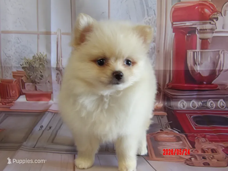 Deacon – Pomeranian puppy for sale in Wentworth, MO