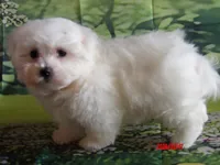 John, a male Maltese for sale in Wentworth, MO – 4 of 4