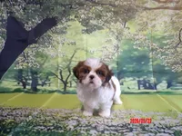 Boogie, a male Shih Tzu for sale in Wentworth, MO – 3 of 4