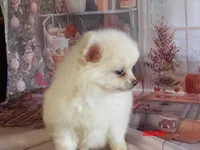 Arnold, a male Pomeranian for sale in Wentworth, MO – 2 of 3
