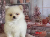 Arnold, a male Pomeranian for sale in Wentworth, MO – 3 of 3