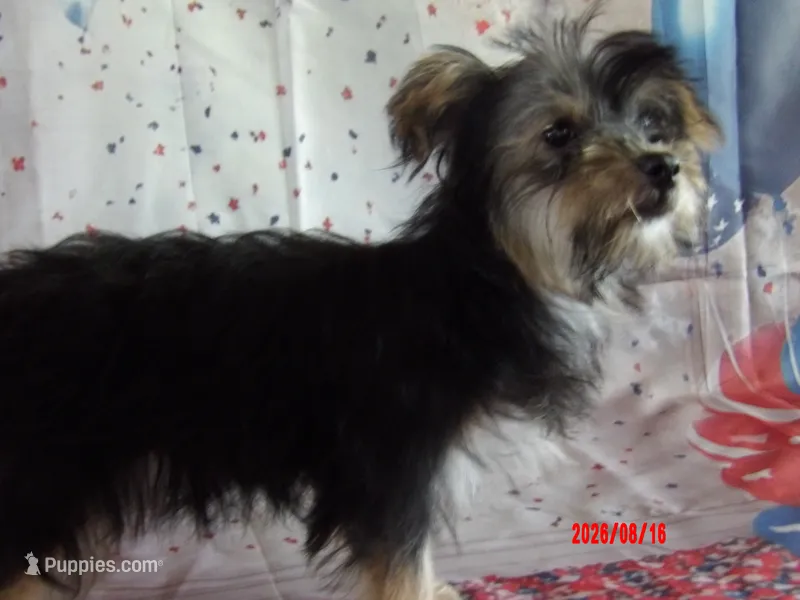 Gladys Knight – Yorkshire Terrier puppy for sale in Wentworth, MO