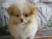 Honey Badger, a male Pomeranian and Shih Tzu for sale in Wentworth, MO – 2 of 4