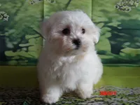 John, a male Maltese for sale in Wentworth, MO – 3 of 4