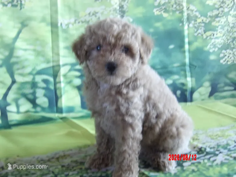 Phyllis – Poodle - Miniature  puppy for sale in Wentworth, MO