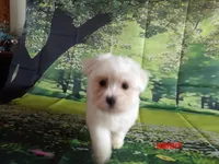 Paul, a male Maltese for sale in Wentworth, MO – 1 of 3