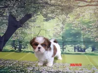Boogie, a male Shih Tzu for sale in Wentworth, MO – 4 of 4