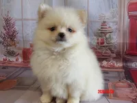 Deacon, a male Pomeranian for sale in Wentworth, MO – 3 of 3