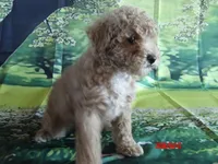Phyllis, a female Poodle - Miniature  for sale in Wentworth, MO – 4 of 4