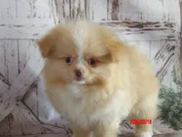 Honey Badger, a male Pomeranian and Shih Tzu for sale in Wentworth, MO – 4 of 4