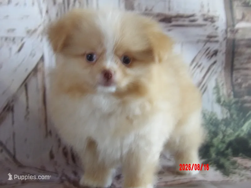 Honey Badger – Pomeranian, Shih Tzu puppy for sale in Wentworth, MO