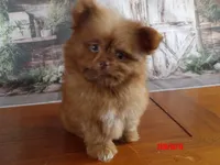 Bear, a male Pomeranian and Shih Tzu for sale in Wentworth, MO – 2 of 3