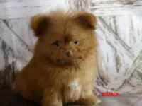 Bear, a male Pomeranian and Shih Tzu for sale in Wentworth, MO – 3 of 3