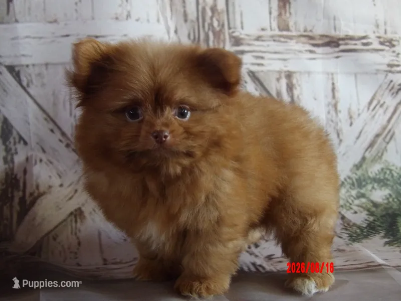 Bear – Pomeranian, Shih Tzu puppy for sale in Wentworth, MO