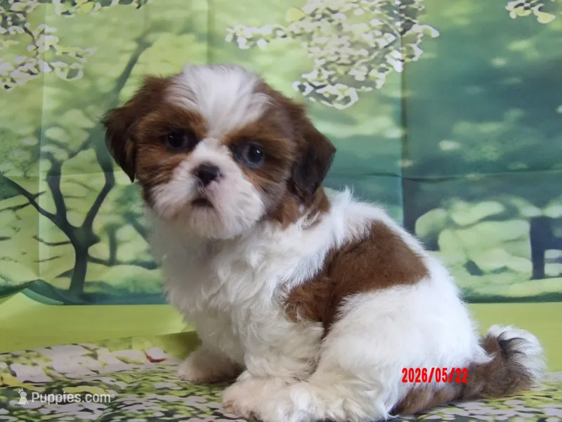 Boogie – Shih Tzu puppy for sale in Wentworth, MO