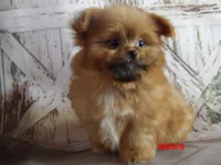 Grizz, a male Pomeranian and Shih Tzu for sale in Wentworth, MO – 4 of 5