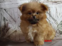 Grizz, a male Pomeranian and Shih Tzu for sale in Wentworth, MO – 2 of 5