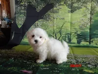 Paul, a male Maltese for sale in Wentworth, MO – 3 of 3
