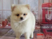 Deacon, a male Pomeranian for sale in Wentworth, MO – 2 of 3
