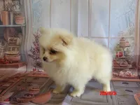 Mia, a female Pomeranian for sale in Wentworth, MO – 2 of 3