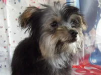 Gladys Knight, a female Yorkshire Terrier for sale in Wentworth, MO – 3 of 3