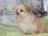 Leia, a female Pomeranian for sale in Wentworth, MO – Photo 5 of 6