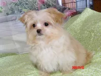 Leia, a female Pomeranian for sale in Wentworth, MO – Photo 2 of 6