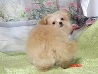 Leia, a female Pomeranian for sale in Wentworth, MO – Photo 4 of 6