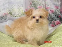 Leia, a female Pomeranian for sale in Wentworth, MO – Photo 3 of 6