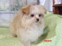 Leia, a female Pomeranian for sale in Wentworth, MO – Photo 6 of 6