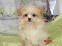 Leia, a female Pomeranian for sale in Wentworth, MO – Photo 1 of 6