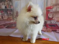 Howie, a male Pomeranian for sale in Wentworth, MO – 2 of 4