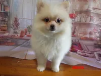 Howie, a male Pomeranian for sale in Wentworth, MO – 4 of 4