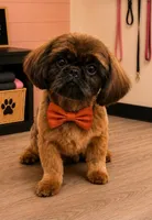 Max, a male Shih Tzu for sale in Marion, MI – 1 of 1