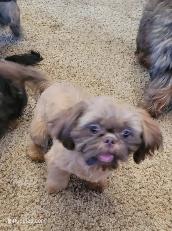 Tiny – Shih Tzu puppy for sale in Marion, MI