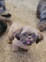 Tiny, a male Shih Tzu for sale in Marion, MI – 1 of 1