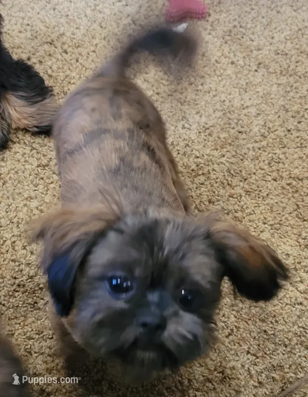 Tiger – Shih Tzu puppy for sale in Marion, MI