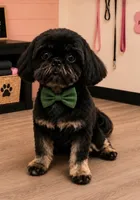 Blackie, a male Shih Tzu for sale in Marion, MI – 1 of 1