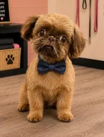 Shadow, a male Shih Tzu for sale in Marion, MI – 1 of 1