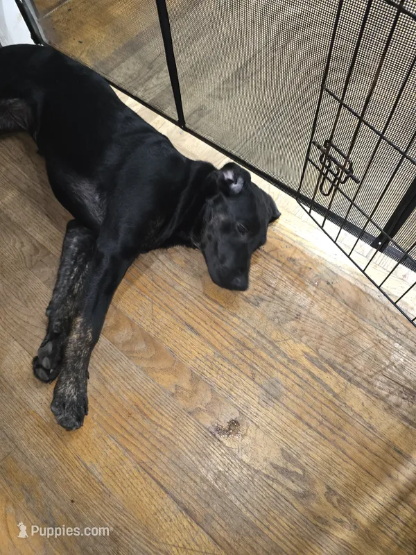 willow – Labrador Retriever puppy for sale in Clover, SC