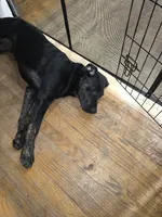 willow, a female Labrador Retriever for sale in Clover, SC – 1 of 1