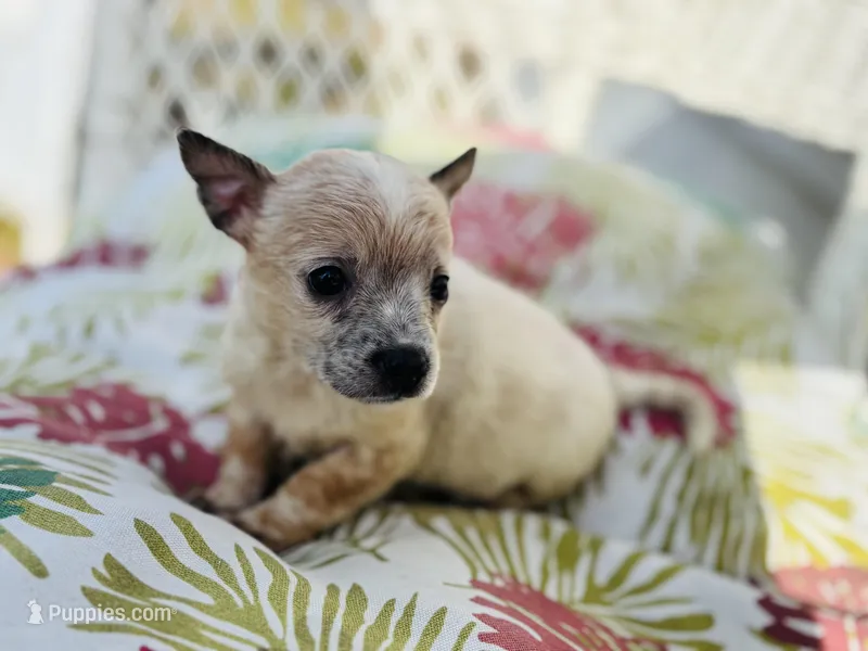Nemo, a male Chihuahua for sale in Haines City, FL – 1 of 1