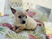 Nemo, a male Chihuahua for sale in Haines City, FL – 1 of 1